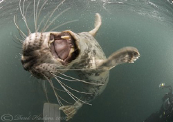 Grey seal. Farne islands. D200, 10.5mm. by Derek Haslam 